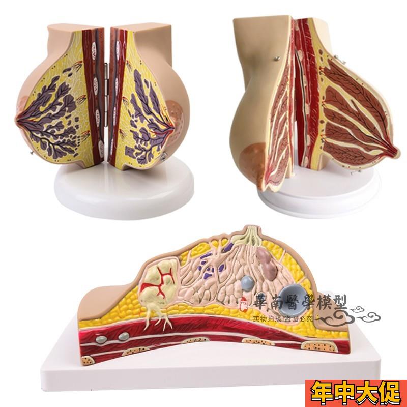 人体1:1乳房模型乳腺解剖女性生殖科普教育P教学健康 厂家直销
