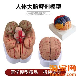 人体大脑模型脑血管模型脑解剖模型医学脑K颅头教学模型可拆分8件