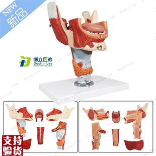鼻口咽喉腔模型喉n腔肌肉神经舌苔舌诊培训声乐教学音乐教具