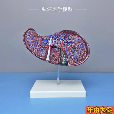肝解剖模型2倍放大肝胆血管内z脏器官人体消化系统结构胆囊医教学