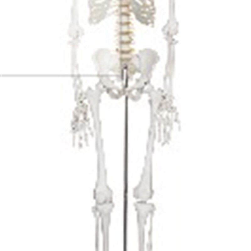 人体骨骼模型180CM/全身骨骼模型*P厂家直销*骨骼标本