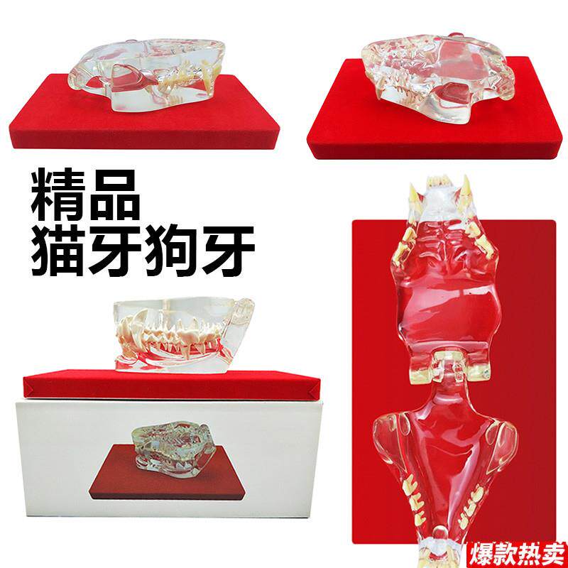 动物牙齿模型猫牙口腔狗牙牙模口腔教L学儿童玩具仿真小动物兽医