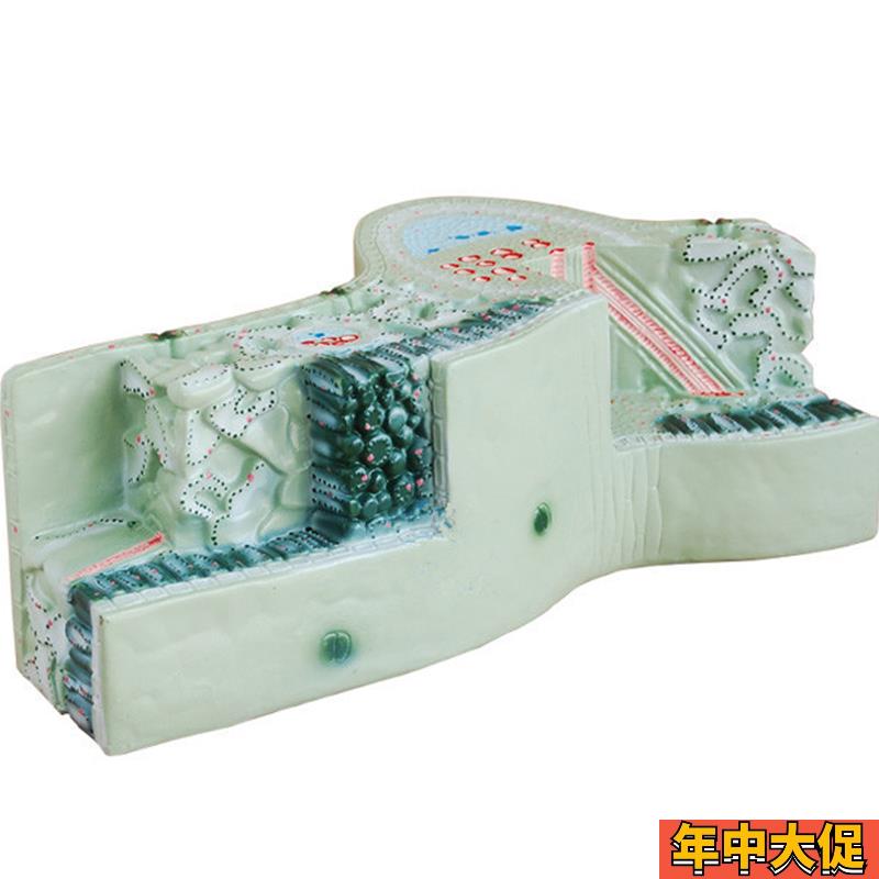 植物模型树叶构造叶脉纵横切面细胞组织模型立Q体生物教学模型展
