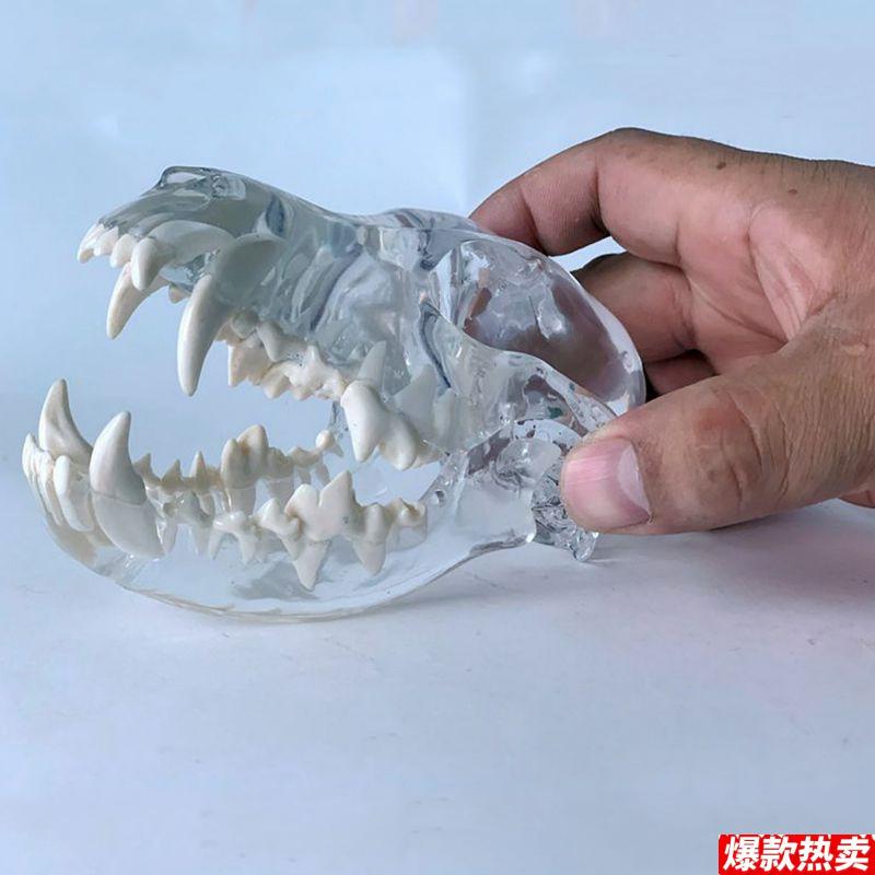 狗头骨模型水晶g透明艺术摆件装饰品犬科动物口腔牙齿兽医药促销