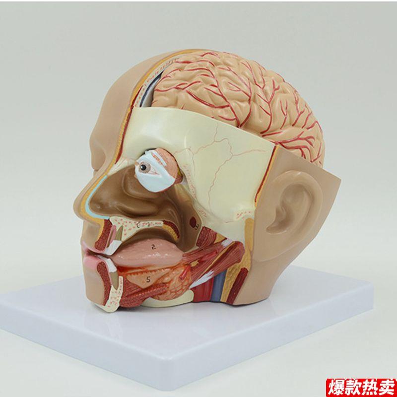 头面部解剖模型颅脑口腔鼻咽喉医美微整形面F部肌肉血管神经分布