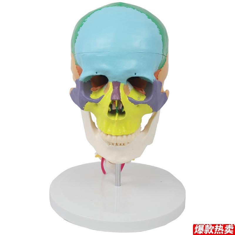 医用人体头骨模型颅骨色n彩分离神经外科仿头骨带颈椎素描口腔牙