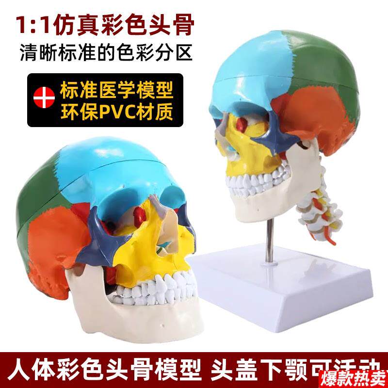 彷真人体头骨模型j头颅骨解剖数字标识美术素描可拆卸着色标本教