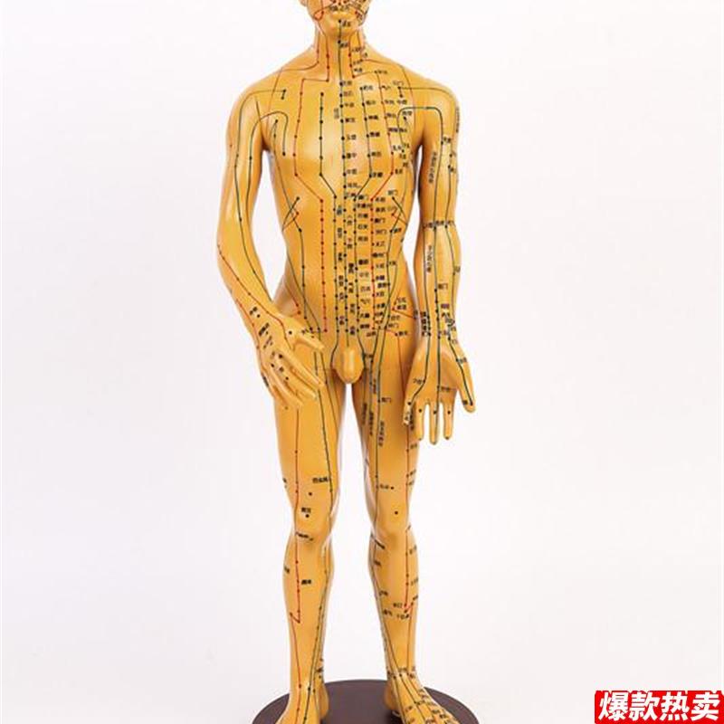 高清款针灸穴位模型中医人体经络男A模铜人针灸人模医用全身60CM