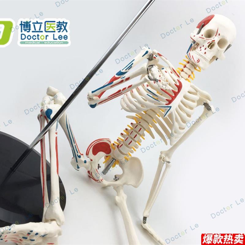 医用人体骨骼模型r人体脊椎骨架医用脊柱标本小人全身骨模型85厘