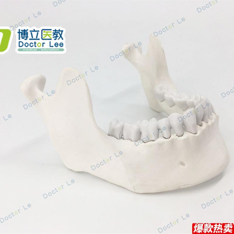 厂家现货q牙科牙齿教学模模型成人下巴骨牙科真下颌带牙齿散骨模