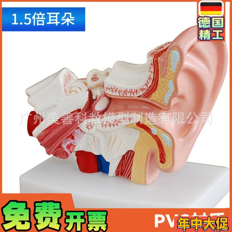 耳模型桌上型耳解剖模型外中内耳部听G觉系统器官耳朵构造教学医