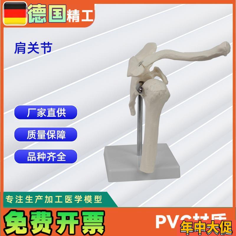 人体关节c模型合集 人体骨骼模型教学模型骨骼教具
