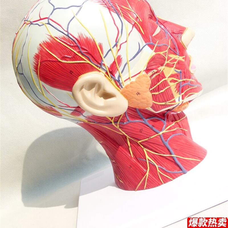 头面部附脑血管神经模q型颈部解剖学神经血管肌肉结构精品模型