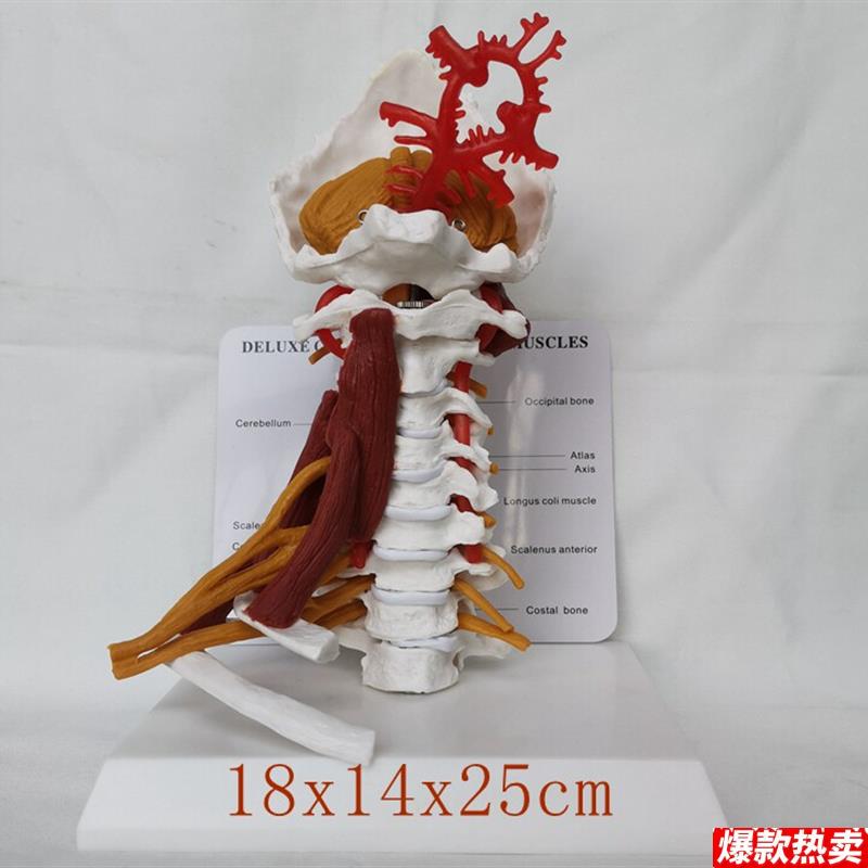 成人颈椎带神经血管骨骼骨架模型教学医用教学讲V解展示玩具