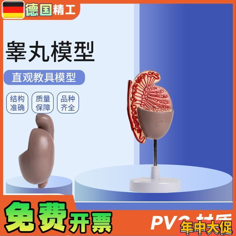 德国】男性人体j生殖器官系统解剖模型 生殖泌尿科教学睾丸模型