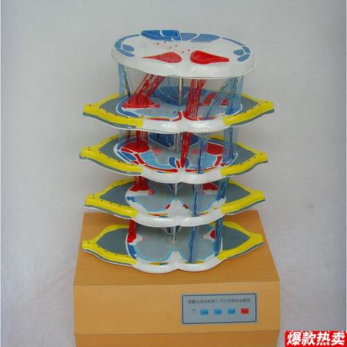 脊髓的内部结.构和上下行纤维电动模型