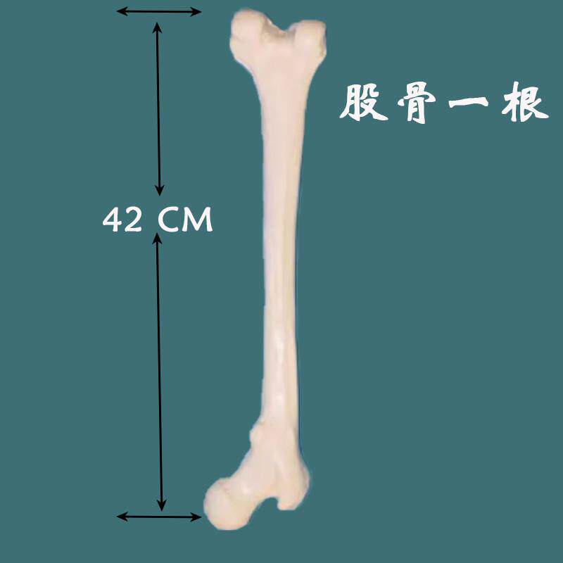 一比一仿真人体大腿骨股骨模型人体大腿p骨骨骼模型长骨头