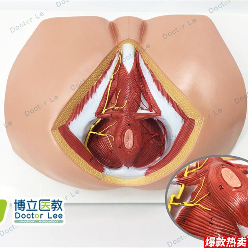 男性会阴模型血管神经t骨盆底肌解剖模型生殖泌尿肛肠普外科