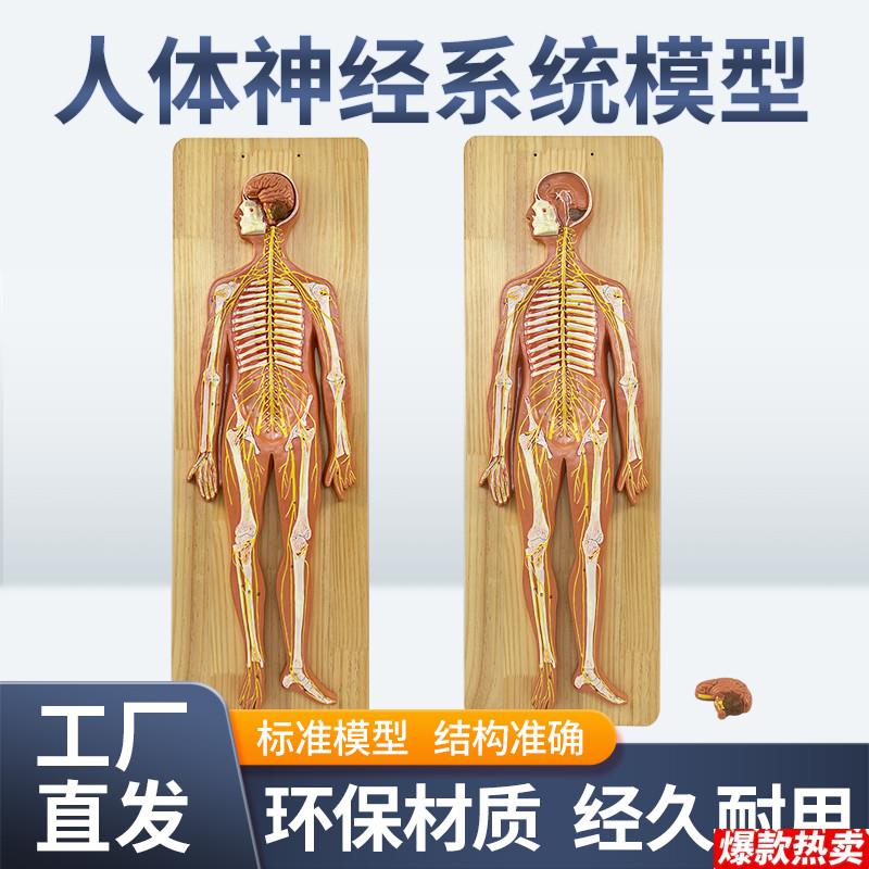 人体神经系u统模型标准医学解剖中枢神经人体生物实验系统教学仪