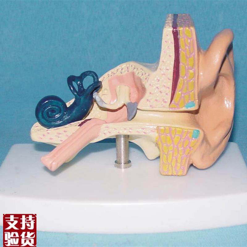 人体耳解剖模型器官x教学医用人讲解体标本模型,玩具/童车/益智/积木/模型,其他模型玩具,淘宝优惠券,粉丝福利购,淘宝优惠卷