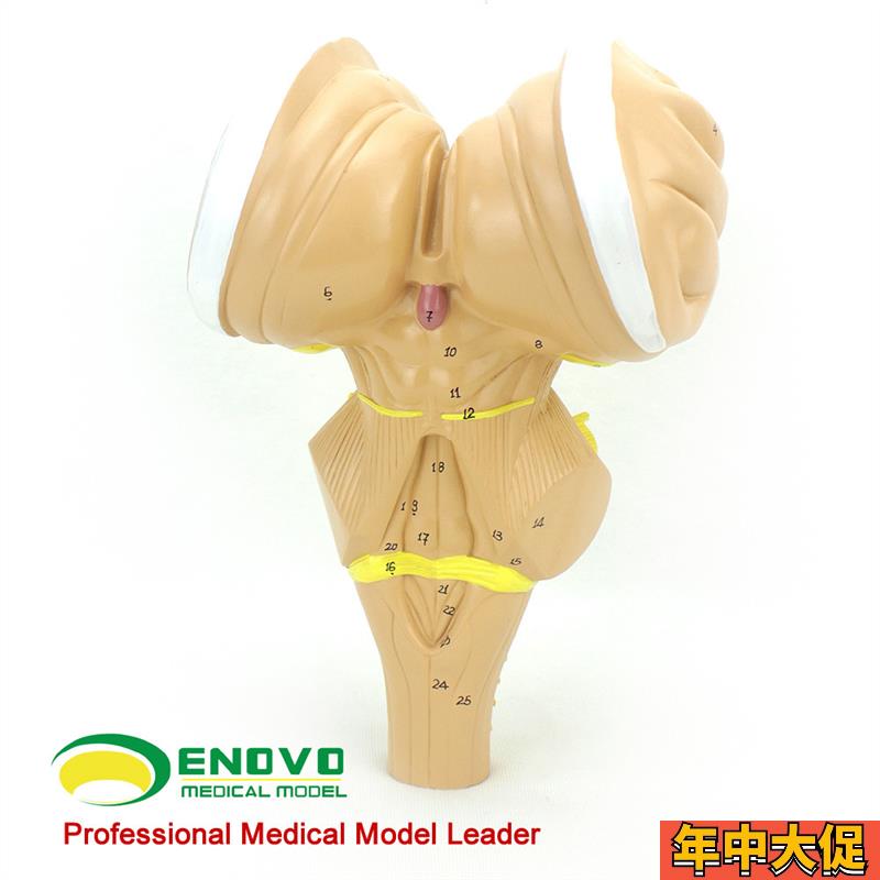 ENOVO颐诺 脑干放大模型 脑干D延髓脑桥中脑神经医学用大脑模型系