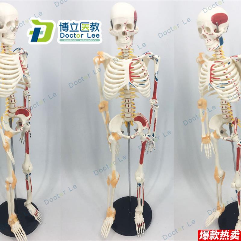 85cm人体骨骼模型D可活动骨架标肌肉解剖脊椎骷髅小针刀正骨针灸