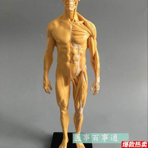 30cm艺用人体模型肌肉骨骼解剖人体结构美术模型WCG绘画雕塑教学