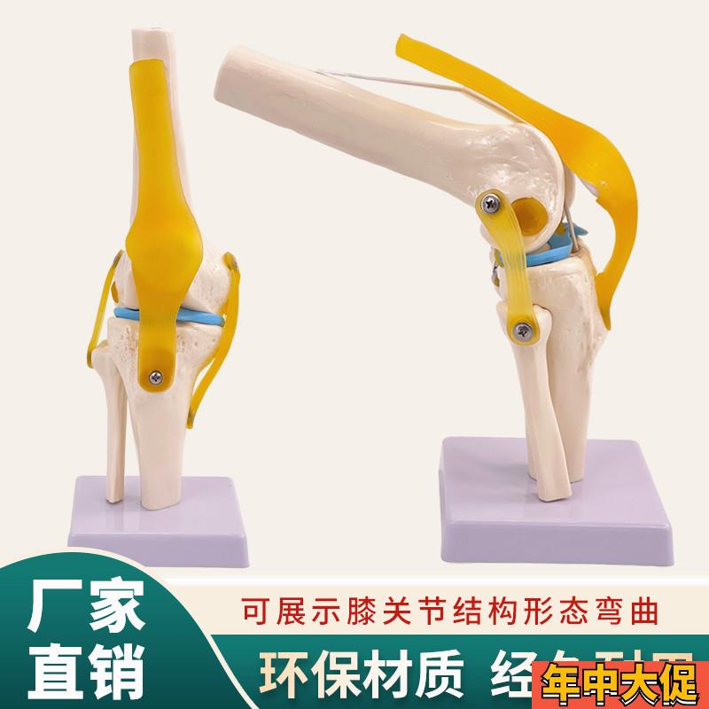 可弯曲人体膝关节模型膝关节附韧带模型骨骼模型V膝盖关节模型