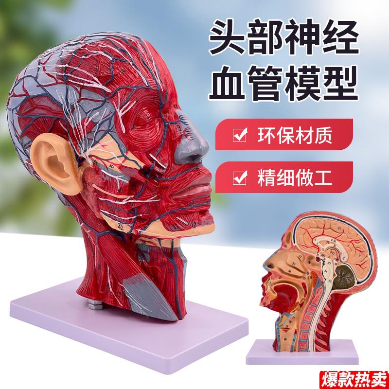 医学头部正中矢状切面附血管神经v模型面部模型头部解剖模型