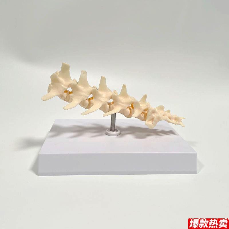 狗脊椎模型仿真塑胶动物A骨头犬科兽医药促销礼品腰椎骨关节后腿