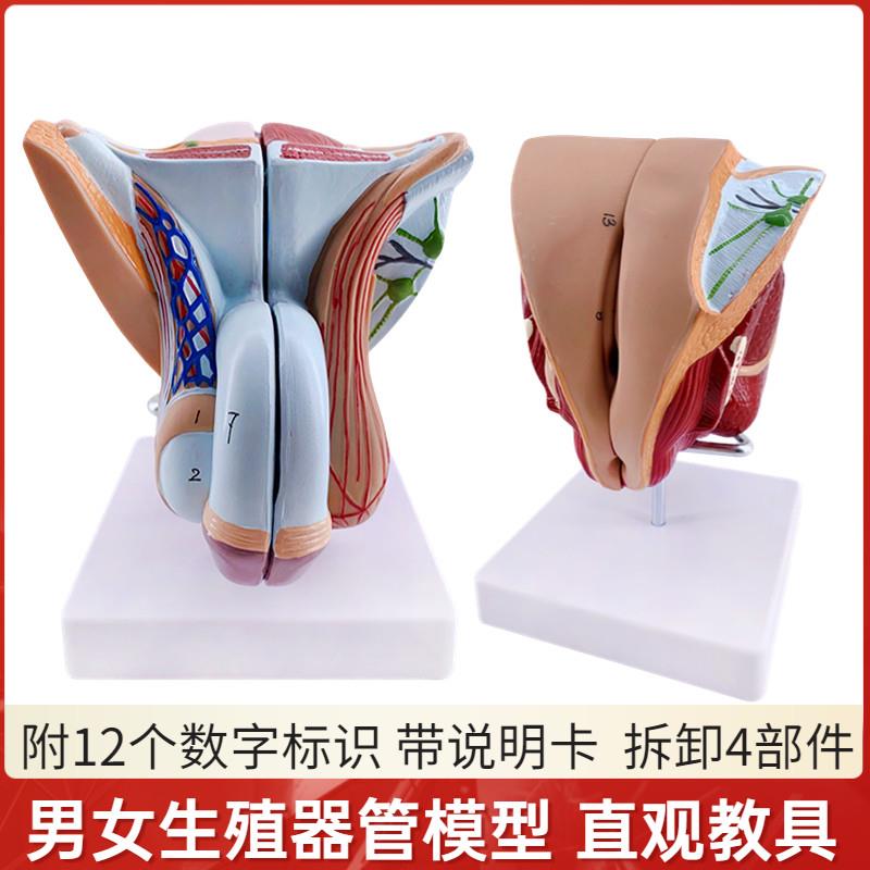教学彷真女性男性生殖器泌尿系统Y内外生殖器睾丸解剖模型医疗教