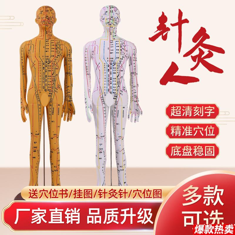 人体针灸模型人e经络穴位中医全身十二铜人模特图练习小皮人可扎