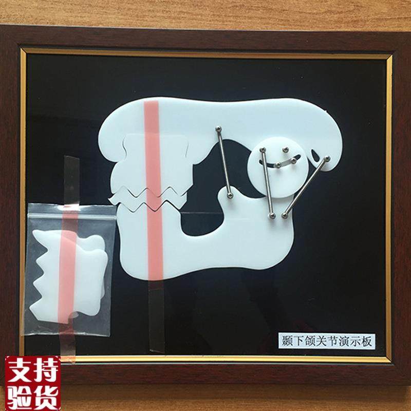 牙齿教学训练演示板牙C科牙颞下颌关节示教板,文具电教/文化用品/商务用品,模拟人,淘宝优惠券,粉丝福利购,淘宝优惠卷