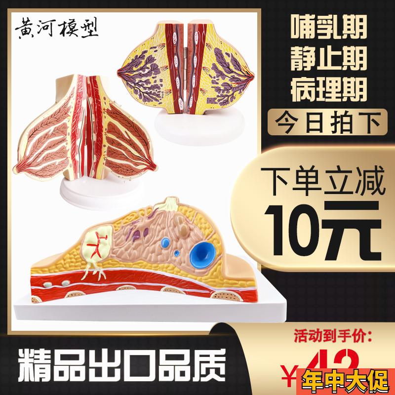黄河女性乳房结构解剖模型哺乳期静止期人体器官结构Y医学教学模