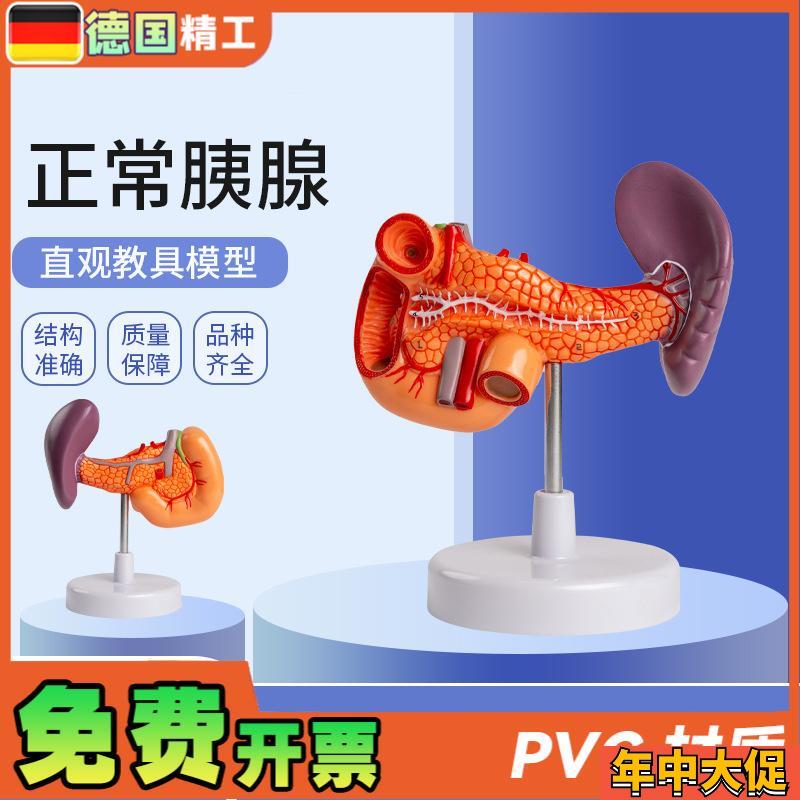 德国】脾胰十二指肠 胰脾胆十二指肠模型 人体内X脏解剖模型教