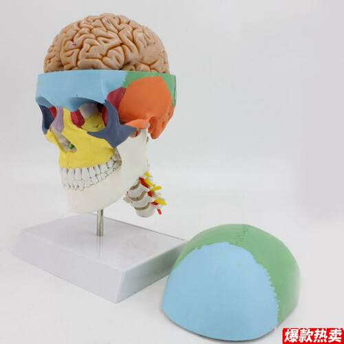 1比1头骨带脑附颈椎颅骨色彩D分离神经外科教学标本颅脑解剖可拆