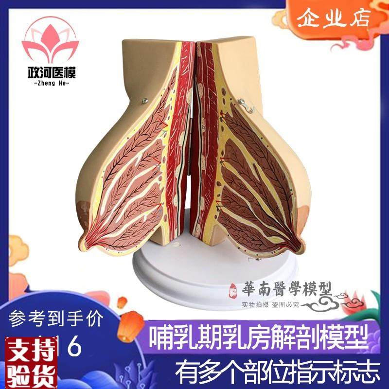 催乳师乳房结f构解剖模型环保PVC假乳房教学模型月嫂培训教具,玩具/童车/益智/积木/模型,其他模型玩具,淘宝优惠券,粉丝福利购,淘宝优惠卷