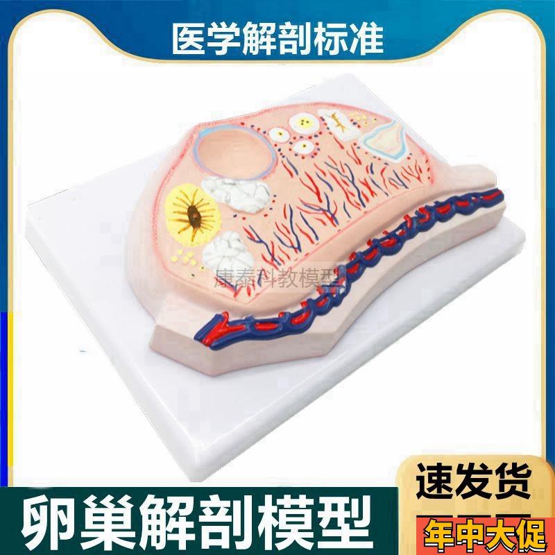 卵巢模型卵子卵泡黄体白体女生殖性腺输卵管子宫T妇科月经周期医