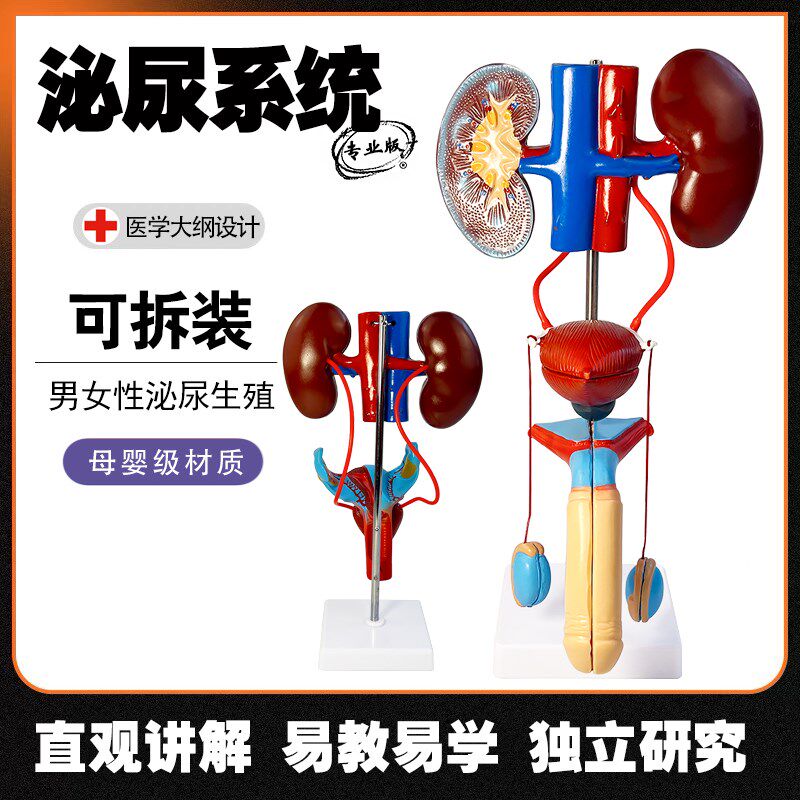 男女性生殖器官结构解剖模型可拆装人F体泌尿系统肾脏子宫尿道模