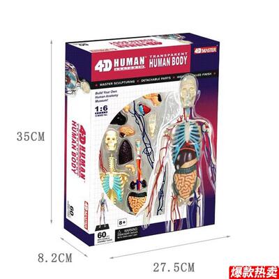 4DMASTER人体解剖拼装模型q生物教学模型教具全身透明人