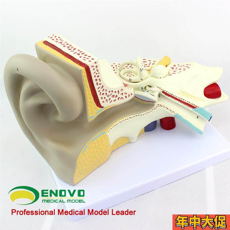 颐诺正品医用人体耳模型内耳迷A路模型耳鼻喉科听觉系统器官模型