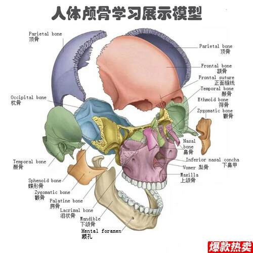 医学可拆分卸17部件12人体彩色头骨模型头颅骷.髅头医用口腔教学