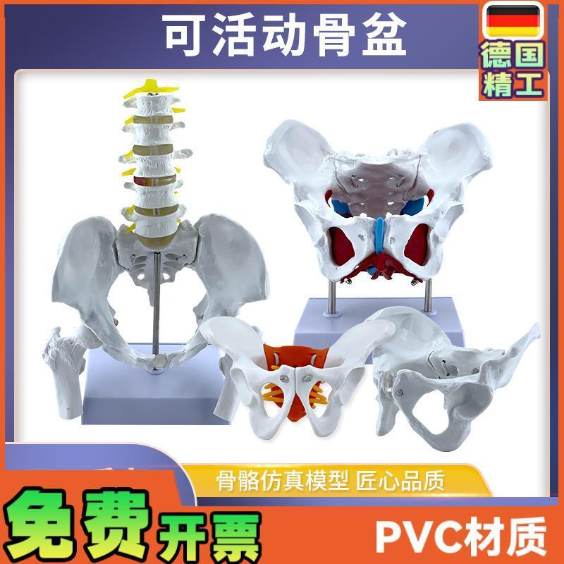 动态女性腰椎骨盆骨骼o模型关节可活动迷你小盆骨产康人体医用骨
