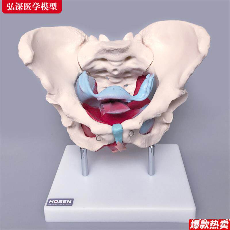 女性骨盆附盆底肌肉模型产后盆骨修复月子子宫妇产科P教学模具道
