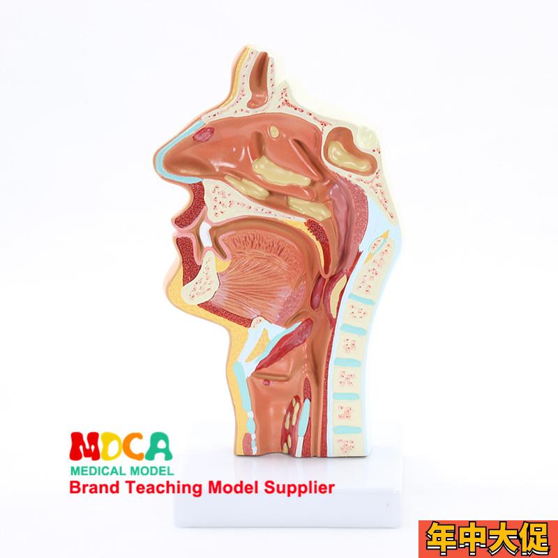 病理款头部解剖模型口腔医用血v管神经鼻腔咽喉模型医学教学MBQ00
