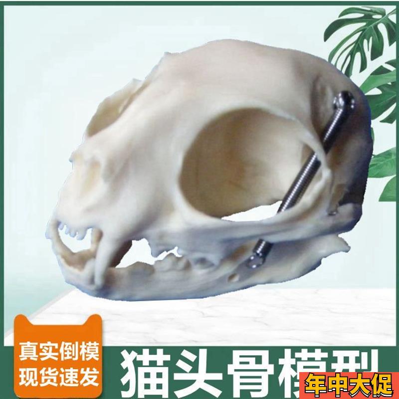 猫头骨模型真实倒模无气味标本展示可活动牙齿口T腔猫科宠物兽医