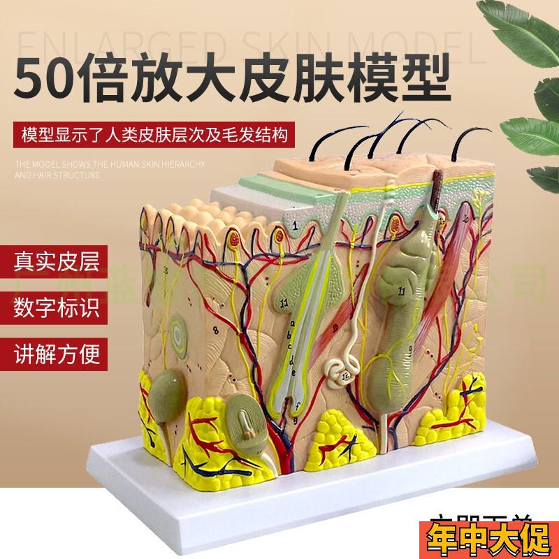 皮肤结构解剖模型教m学组织层次立体构造微整形缝合美容医学模具