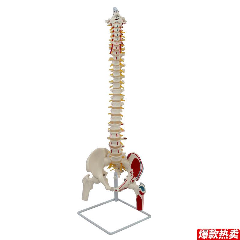 1:1人体脊柱e正骨专用肌肉起止点颈椎动脉神经生理弯曲骨盆骶椎股