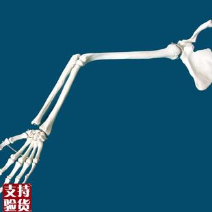 医用标准上肢骨肩关节锁骨肘关节D尺骨桡骨手骨人体骨骼模型标本