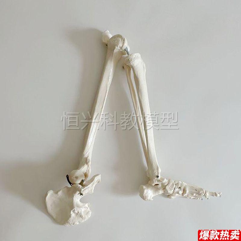 1比1仿真下肢骨模型髋关节四肢活动塑胶骨头膝j关节医用骨科腿骨